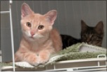 Two kitten laying prone on a bed - one orange and one black